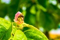 Western honey bee Apis mellifera inside a pink quince flower, with its rear sting upwards, defensively, collecting nectar. Royalty Free Stock Photo