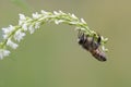 Western honey bee, Apis mellifera Royalty Free Stock Photo