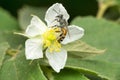 Western honey bee, Apis mellifera, Satara, Maharashtra Royalty Free Stock Photo