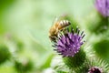 A Western Honey Bee Apis mellifera on a thistle