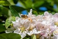 Western Honey Bee busy collecting pollen in spring sunshine on blossom from a crab apple tree