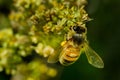 Western Honey Bee - Apis mellifera Royalty Free Stock Photo