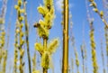 Western honey bee collecting pollen from male catkin willow Salix sp.. Bee will later produce honey