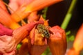 Western honey bee or European honey bee Apis mellifera on Trumpet Vine Flower