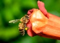 Western honey bee or European honey bee Apis mellifera on Trumpet Vine Flower