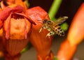 Western honey bee or European honey bee Apis mellifera on Trumpet Vine Flower