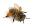 Western honey bee or European honey bee, Apis