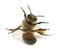 Western honey bee or European honey bee, Apis Royalty Free Stock Photo