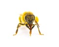 western honey bee or European honey bee - Apis mellifera - closeup front view showing legs rubbing on tongue front face view Royalty Free Stock Photo