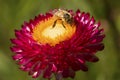 Western honey bee foraging on an everlasting daisy flower.
