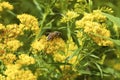 Western Honey Bee on Goldenrod 814594 Royalty Free Stock Photo