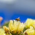 Western honey bee pollinating flowers