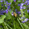 Western honey bee pollinating flowers