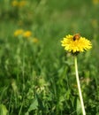 Western Honey Bee Pollinating Lone Dandelion Royalty Free Stock Photo