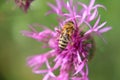 A Western honey bee pollinating red clover in Slovakia grassland Royalty Free Stock Photo