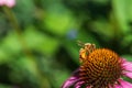 Western honey bee Royalty Free Stock Photo