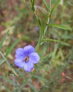 Western Honey bee sleeping on Blue flax flower