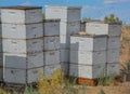 Western Honey Beehives for pollination and honey in Utah