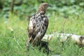 Western honey buzzard