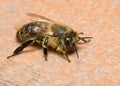 A Western Honeybee Apis mellifera worker covered in pollen rests