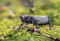 Western horse lubber grasshopper