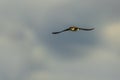 The western house martin (Delichon urbicum), sometimes called the common house martin, northern house martin