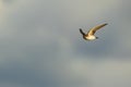 The western house martin (Delichon urbicum), sometimes called the common house martin, northern house martin