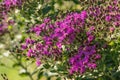 Western Ironweed bush in bloom in the wild Royalty Free Stock Photo