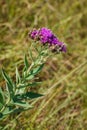 Western ironweed Kansas wildflower Royalty Free Stock Photo