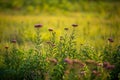 Western Ironweed wildflowers Royalty Free Stock Photo