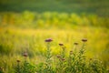 Western Ironweed wildflowers Royalty Free Stock Photo