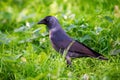 Western jackdaw bird close-up