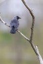 Western Jackdaw bird perching on bare branch in Prague Royalty Free Stock Photo