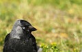 Western jackdaw, Coloeus monedula, in Gotland, Sweden. Royalty Free Stock Photo