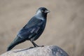 Western Jackdaw, Coloeus monedula Royalty Free Stock Photo