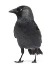 Western Jackdaw Corvus monedula Royalty Free Stock Photo