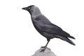 Western jackdaw (Corvus monedula) Royalty Free Stock Photo