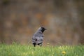 Western jackdaw Corvus monedula medium-sized synanthropic bird with dark plumage and black beak. The bird stands on the grass Royalty Free Stock Photo