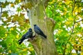 Western jackdaw Corvus monedula a pair of medium-sized black birds sitting in a tree by a hollow among green leaves Royalty Free Stock Photo