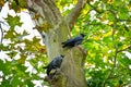 Western jackdaw Corvus monedula a pair of medium-sized black birds sitting in a tree by a hollow among green leaves Royalty Free Stock Photo