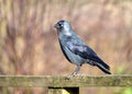 Western Jackdaw - Corvus monedula,perched on a fence.