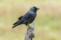 Western Jackdaw, Corvus monedula , perched on a tree branch