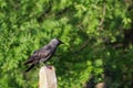 Western jackdaw Corvus monedula. Single bird perching on ÃÂ° concrete pillar in a bright May day. Beautiful, smart bird, looking f Royalty Free Stock Photo