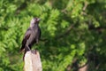 Western jackdaw Corvus monedula. Single bird perching on ÃÂ° concrete pillar in a bright May day. Beautiful, smart bird, looking f Royalty Free Stock Photo