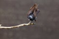 The western jackdaw Corvus monedula sitting on the branch with dark background.A large dark bird on a branch with raised wings