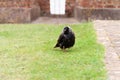 Western Jackdaw. Front view of a western jackdaw, crow family bird sitting on a lawn with green grass