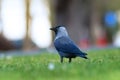 western jackdaw on green lawn Royalty Free Stock Photo