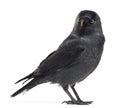 Western Jackdaw looking away, Corvus monedula Royalty Free Stock Photo