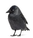 Western Jackdaw looking away, Corvus monedula, or Eurasian Jackdaw Royalty Free Stock Photo