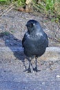 Western jackdaw Royalty Free Stock Photo